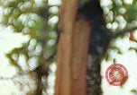 Standbild Flora Guatemala, 1946, aus Sekunde 7 historischem Filmmaterial Videoclip 65675068502