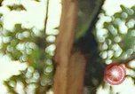 Standbild Flora Guatemala, 1946, aus Sekunde 8 historischem Filmmaterial Videoclip 65675068502