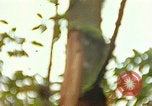 Standbild Flora Guatemala, 1946, aus Sekunde 9 historischem Filmmaterial Videoclip 65675068502