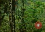 Standbild Flora Guatemala, 1946, aus Sekunde 12 historischem Filmmaterial Videoclip 65675068502