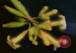 Standbild Flora Guatemala, 1946, aus Sekunde 15 historischem Filmmaterial Videoclip 65675068502