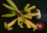 Standbild Flora Guatemala, 1946, aus Sekunde 16 historischem Filmmaterial Videoclip 65675068502