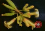 Standbild Flora Guatemala, 1946, aus Sekunde 17 historischem Filmmaterial Videoclip 65675068502