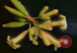 Standbild Flora Guatemala, 1946, aus Sekunde 18 historischem Filmmaterial Videoclip 65675068502