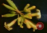 Standbild Flora Guatemala, 1946, aus Sekunde 20 historischem Filmmaterial Videoclip 65675068502