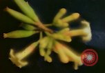 Standbild Flora Guatemala, 1946, aus Sekunde 21 historischem Filmmaterial Videoclip 65675068502