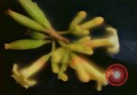 Standbild Flora Guatemala, 1946, aus Sekunde 22 historischem Filmmaterial Videoclip 65675068502