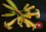 Standbild Flora Guatemala, 1946, aus Sekunde 23 historischem Filmmaterial Videoclip 65675068502