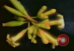 Standbild Flora Guatemala, 1946, aus Sekunde 24 historischem Filmmaterial Videoclip 65675068502