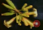 Standbild Flora Guatemala, 1946, aus Sekunde 28 historischem Filmmaterial Videoclip 65675068502
