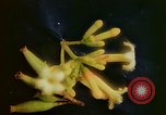 Standbild Flora Guatemala, 1946, aus Sekunde 30 historischem Filmmaterial Videoclip 65675068502
