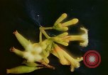 Standbild Flora Guatemala, 1946, aus Sekunde 32 historischem Filmmaterial Videoclip 65675068502