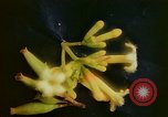 Standbild Flora Guatemala, 1946, aus Sekunde 33 historischem Filmmaterial Videoclip 65675068502