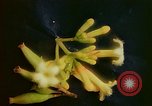 Standbild Flora Guatemala, 1946, aus Sekunde 35 historischem Filmmaterial Videoclip 65675068502