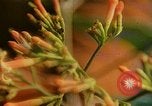 Standbild Flora Guatemala, 1946, aus Sekunde 38 historischem Filmmaterial Videoclip 65675068502