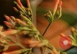 Standbild Flora Guatemala, 1946, aus Sekunde 40 historischem Filmmaterial Videoclip 65675068502
