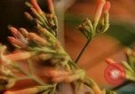 Standbild Flora Guatemala, 1946, aus Sekunde 41 historischem Filmmaterial Videoclip 65675068502