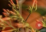 Standbild Flora Guatemala, 1946, aus Sekunde 43 historischem Filmmaterial Videoclip 65675068502