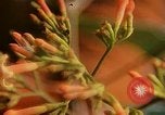 Standbild Flora Guatemala, 1946, aus Sekunde 44 historischem Filmmaterial Videoclip 65675068502