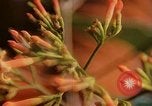 Standbild Flora Guatemala, 1946, aus Sekunde 45 historischem Filmmaterial Videoclip 65675068502