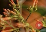 Standbild Flora Guatemala, 1946, aus Sekunde 46 historischem Filmmaterial Videoclip 65675068502