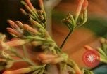 Standbild Flora Guatemala, 1946, aus Sekunde 47 historischem Filmmaterial Videoclip 65675068502