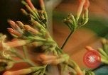 Standbild Flora Guatemala, 1946, aus Sekunde 48 historischem Filmmaterial Videoclip 65675068502