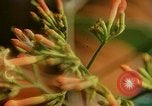 Standbild Flora Guatemala, 1946, aus Sekunde 49 historischem Filmmaterial Videoclip 65675068502