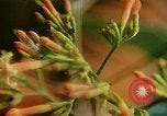 Standbild Flora Guatemala, 1946, aus Sekunde 50 historischem Filmmaterial Videoclip 65675068502