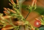 Standbild Flora Guatemala, 1946, aus Sekunde 51 historischem Filmmaterial Videoclip 65675068502