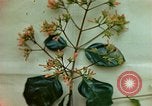Standbild Flora Guatemala, 1946, aus Sekunde 52 historischem Filmmaterial Videoclip 65675068502