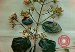 Standbild Flora Guatemala, 1946, aus Sekunde 53 historischem Filmmaterial Videoclip 65675068502