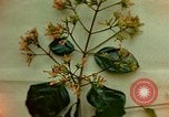Standbild Flora Guatemala, 1946, aus Sekunde 54 historischem Filmmaterial Videoclip 65675068502