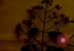 Standbild Flora Guatemala, 1946, aus Sekunde 56 historischem Filmmaterial Videoclip 65675068502