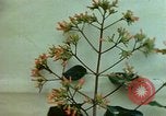 Standbild Flora Guatemala, 1946, aus Sekunde 57 historischem Filmmaterial Videoclip 65675068502