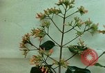 Standbild Flora Guatemala, 1946, aus Sekunde 58 historischem Filmmaterial Videoclip 65675068502