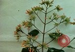 Standbild Flora Guatemala, 1946, aus Sekunde 59 historischem Filmmaterial Videoclip 65675068502