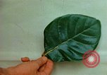 Standbild Flora Guatemala, 1946, aus Sekunde 61 historischem Filmmaterial Videoclip 65675068502