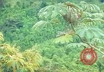 Immagine di Gli osservatori e i lavoratori indiani Guatemala, 1946, secondo 32 filmato di repertorio 65675068503
