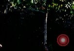 Immagine di Gli osservatori e i lavoratori indiani Guatemala, 1946, secondo 58 filmato di repertorio 65675068503