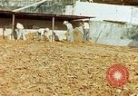 Image of Indian workers Guatemala, 1946, second 28 stock footage video 65675068505