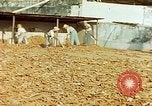 Image of Indian workers Guatemala, 1946, second 29 stock footage video 65675068505