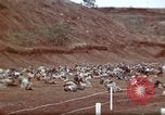 Image of Ranger combat training Hawaii USA, 1942, second 26 stock footage video 65675068510