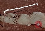 Image of Ranger combat training Hawaii USA, 1942, second 22 stock footage video 65675068511