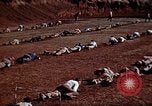Image of Ranger combat training Hawaii USA, 1942, second 29 stock footage video 65675068511