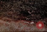 Image of Ranger combat training Hawaii USA, 1942, second 54 stock footage video 65675068514