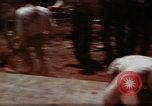 Standbild Ranger Combat Training Hawaii USA, 1942, aus Sekunde 42 historischem Filmmaterial Videoclip 65675068515