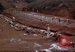 Image of Ranger combat training Hawaii USA, 1942, second 26 stock footage video 65675068519