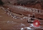 Image of Ranger combat training Hawaii USA, 1942, second 28 stock footage video 65675068519