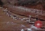 Image of Ranger combat training Hawaii USA, 1942, second 30 stock footage video 65675068519